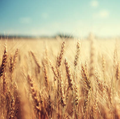 Photo de Pascal PLANTUREUX