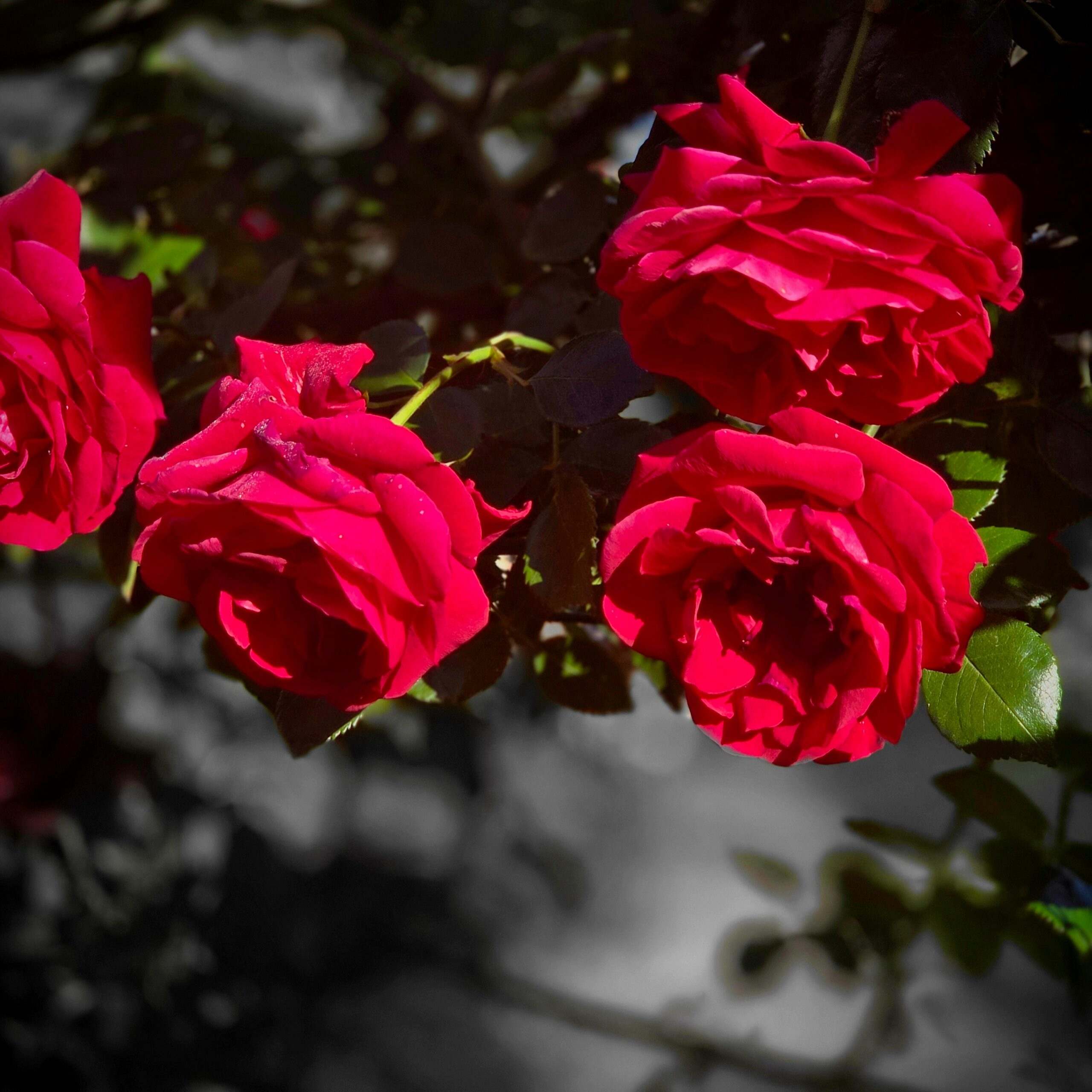 Photo de René HÉNIN