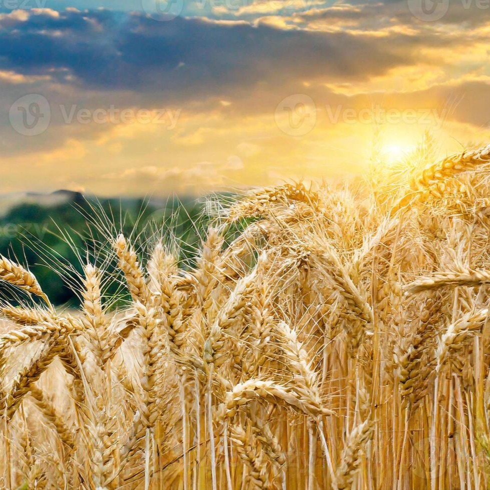 Photo de Daniel PENOT